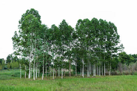 风景 农田 环境 农业 牧场 土地 草地 栽培 季节 营养