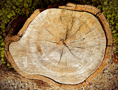 树桩 要素 生活 材料 木材 日志 树干 年龄 纹理 戒指