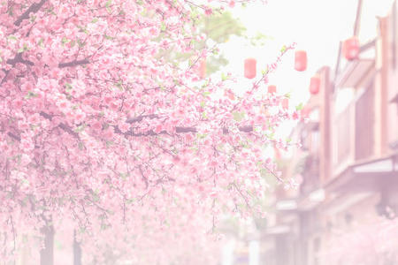 美丽的粉红色樱花樱花花，和柔软的焦点公关