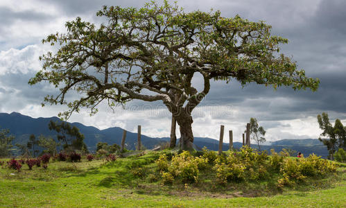 埃齐奥埃尔莱切罗,奥塔瓦洛的圣树照片