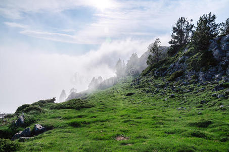 欧洲 冷杉 范围 自然 乡村 岩石 小山 公园 高的 全景图