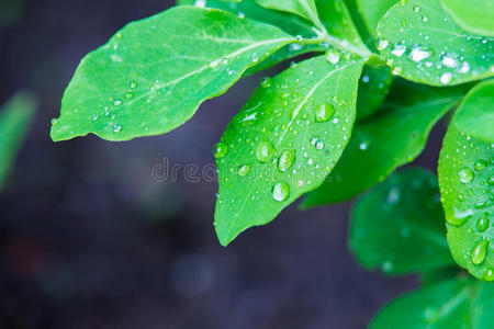 植物区系 生态学 早晨 花园 美女 特写镜头 环境 雷伊