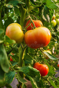 美丽的天然番茄植物