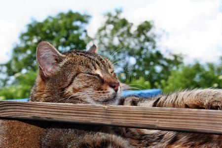 有趣的猫躺着休息