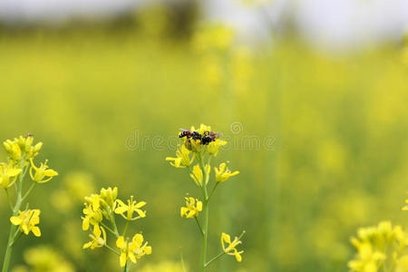 蜜蜂 花园 昆虫 传粉 蜂蜜 花粉 芥末 植物 动物 自然