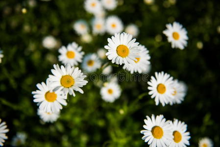 框架 黛西 公司 花束 漂亮的 美女 洋甘菊 草本植物 美丽的