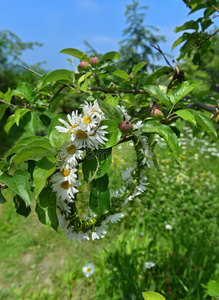 自然 农场 花的 甘菊 花园 开花 可爱的 分支 黛西 国家