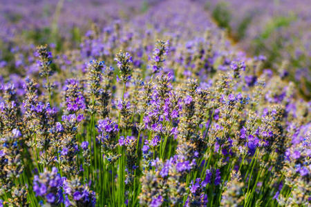 开花 农业 芬芳 美女 美丽的 欧洲 领域 芳香 法国 草本植物
