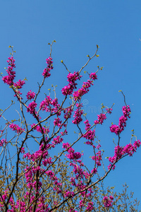 粉红樱花