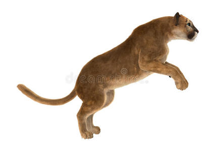 大猫美洲狮