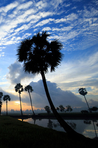 五颜六色的日出景观与棕榈树的轮廓。
