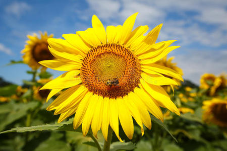 喜欢 向日葵 射线 花瓣 花粉 开花 黛西 授粉 蜜蜂 种子