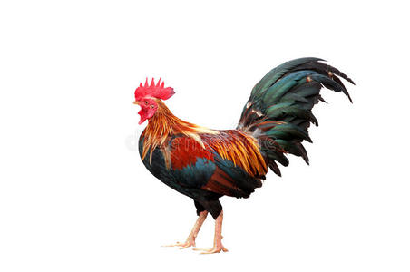 白色公鸡图片