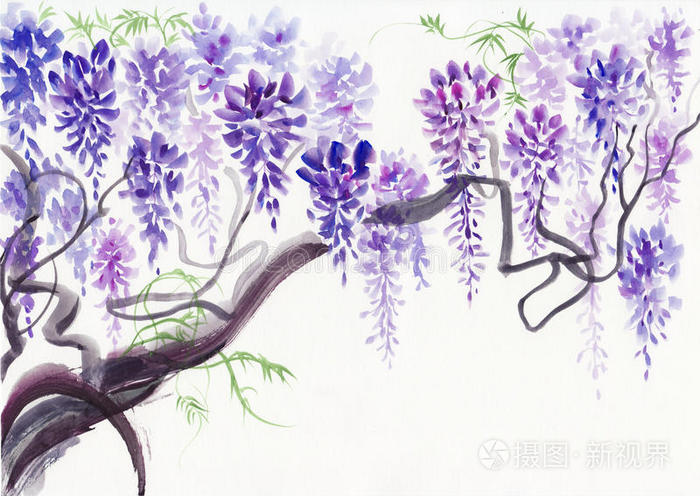 紫藤花插画 正版商用图片1tdmuh 摄图新视界