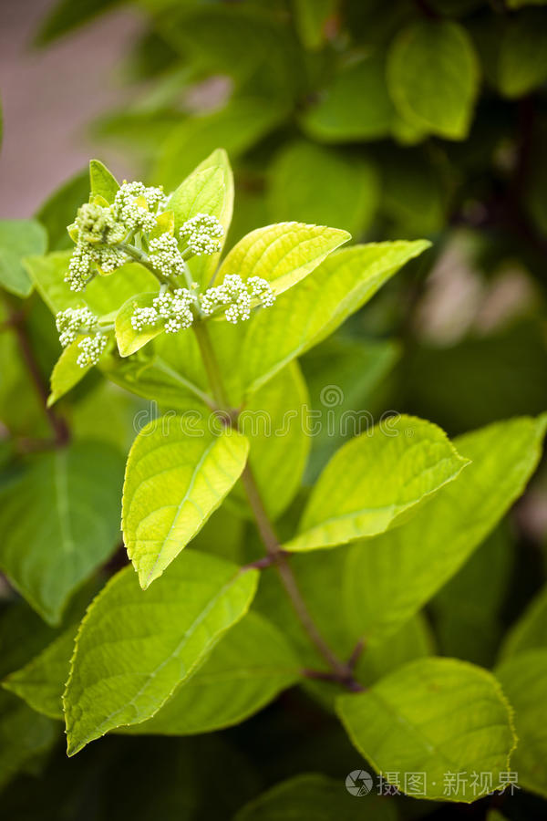 夏天 美女 花园 植物学 树叶 自然 花瓣 园艺 灌木 花序