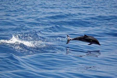 热那亚湾的海豚
