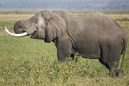 非洲丛林象