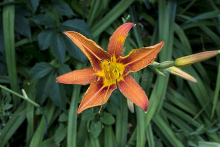 百合花 颜色 公园 环境 黄花菜 植物 季节 植物区系 美丽的