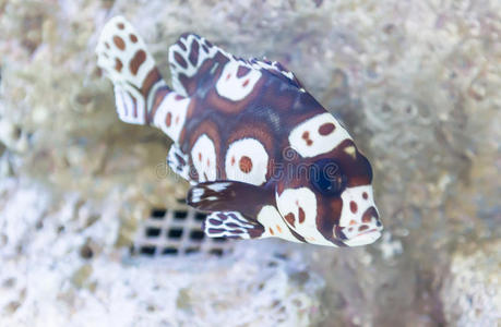 自然 动物 野生动物 毛囊 水下 世界 苏拉威西 石鲈 珊瑚