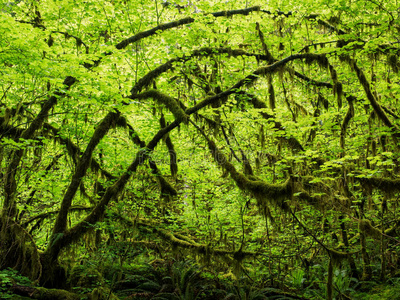自然 生态系统 雨林 植物 公园 国家的 风景 林地 苔藓