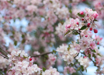 粉红苹果树花