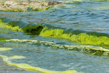 绿色的海洋发光.照片