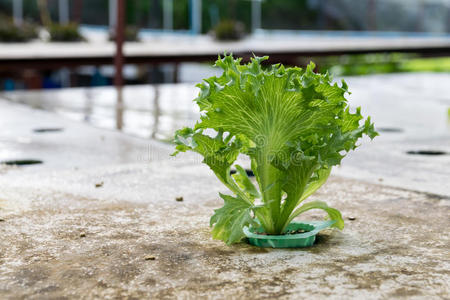 农场栽培水培绿色蔬菜