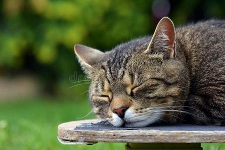 小猫 花园 天空 说谎 猫科动物 摆姿势 美女 可爱的 动物