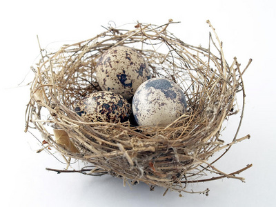 织巢鸟的巢图片