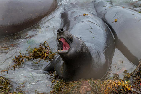 大象海豹Miroungaangustirostris