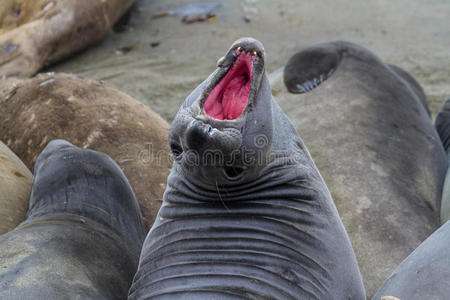 大象海豹Miroungaangustirostris