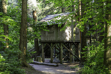 屋顶 自然 森林 风景 日志 外部 木材 伍兹 提出 真实的