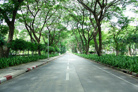 空沥青乡村道路穿过树木隧道