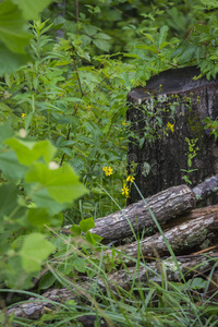 植被 风景 田纳西州 生态系统 分支 树桩 林地 自然 诺里斯