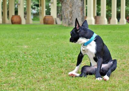 波士顿猎犬在绿草地上。