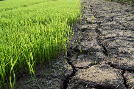 绿色大米水稻稻穗图片