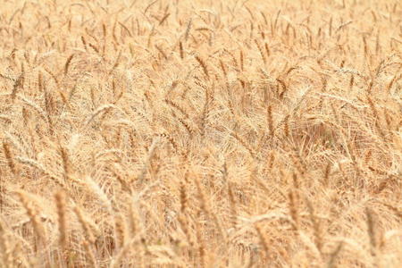 花园里的金色小麦