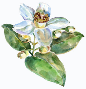 柚子花插画 柚子花手绘 柚子花卡通图 摄图新视界