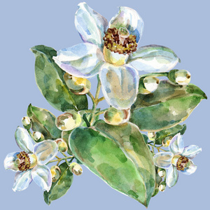 柚子水柚子花,水彩画照片