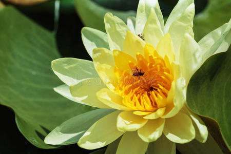 紫色 莲花 自然 季节 公园 植物学 盛开 蜜蜂 夏天 开花