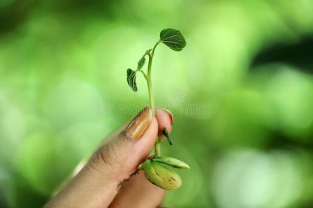 手拿着小植物