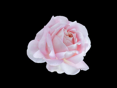 明亮美丽的白玫瑰