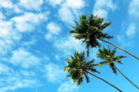 棕榈 美丽的 高的 闲暇 泻湖 放松 太平洋 植物 旅行