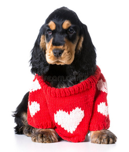 在室内 人性化 可爱的 可爱极了 宠物 铺设 动物 毛衣