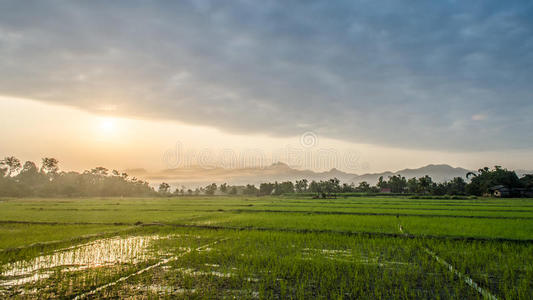 现象 多种 照亮 风景 场景 黎明 全景 森林 早晨 薄雾