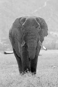 动物 马赛 象牙 旅行 大象 哺乳动物 大草原 储备 肯尼亚