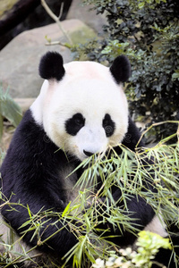大熊猫足吃新加坡竹子动物园