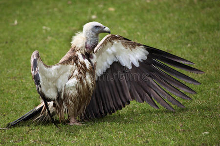 高原 西藏 秃鹫 古老的 帕米尔 动物群 阿富汗 公司 鸟类