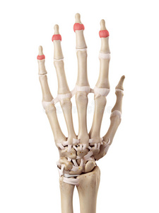 插图 骨架 人类 生物学 手腕 科学 肌腱 胶囊 远端 解剖
