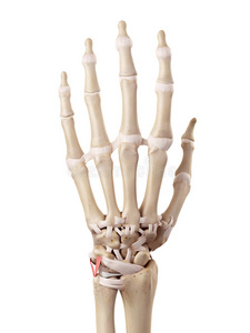 手指 肌腱 人类 身体 手腕 后面 韧带 插图 科学 方阵